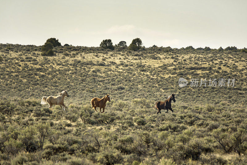 在科罗拉多州西北部的土地管理局的Vermillion Bluffs附近的野马